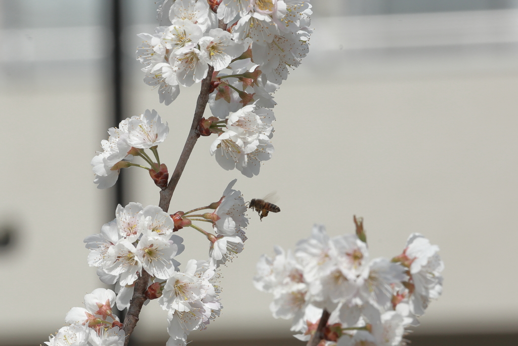 桜と蜂