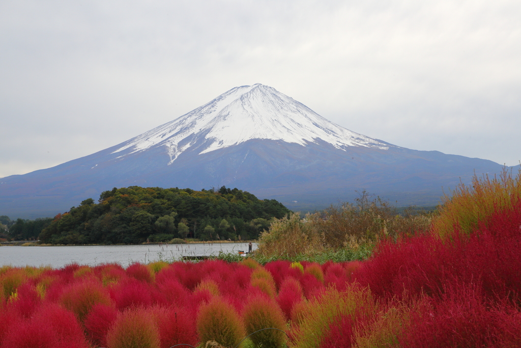 コキアと富士山