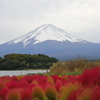 コキアと富士山