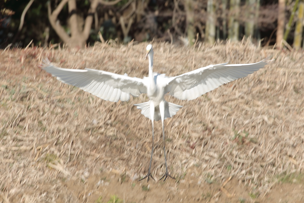 さぎ3　宇宙人か！