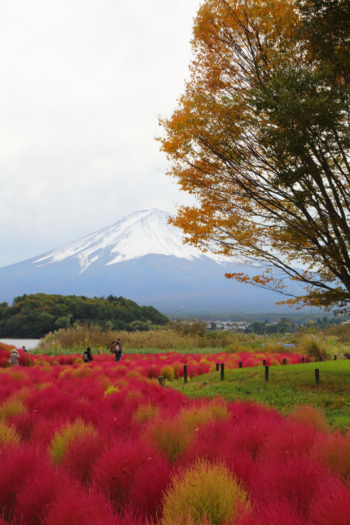 コキアと富士山　2