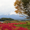コキアと富士山　2