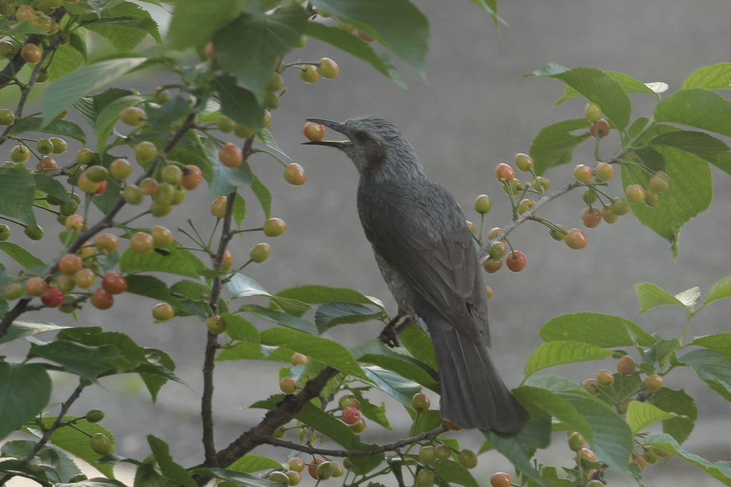お食事