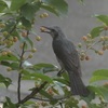 お食事