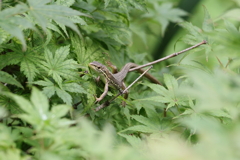 かえで荘１号室