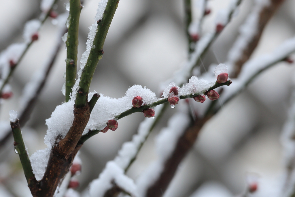 雪