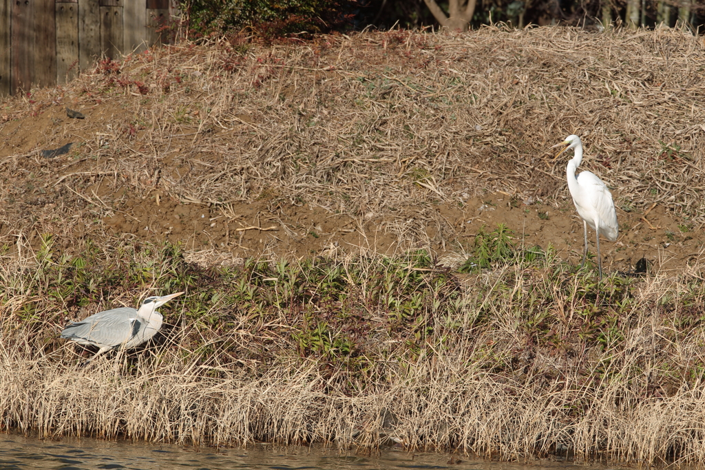 さぎ4　縄張り争い
