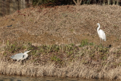 さぎ4　縄張り争い