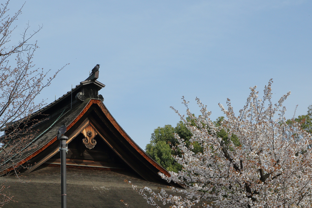 正福寺地カラスカラス