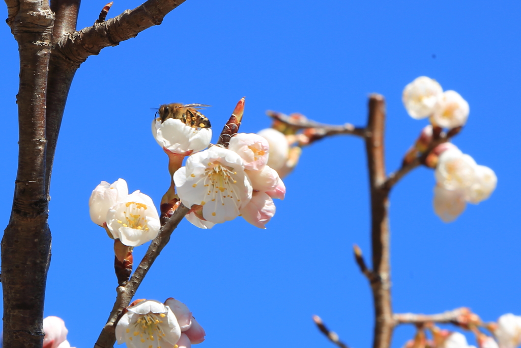 桜と蜂