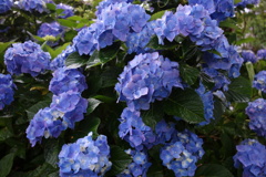 紫陽花