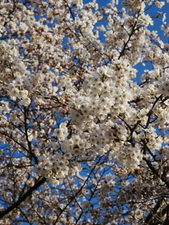 桜最前線