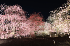 鈴鹿の森庭園　ライトアップ