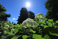 太陽と紫陽花