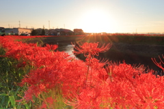 矢勝川　彼岸花