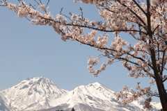 桜と残雪の山々