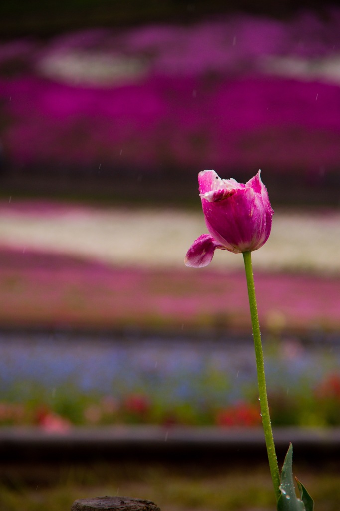 お花
