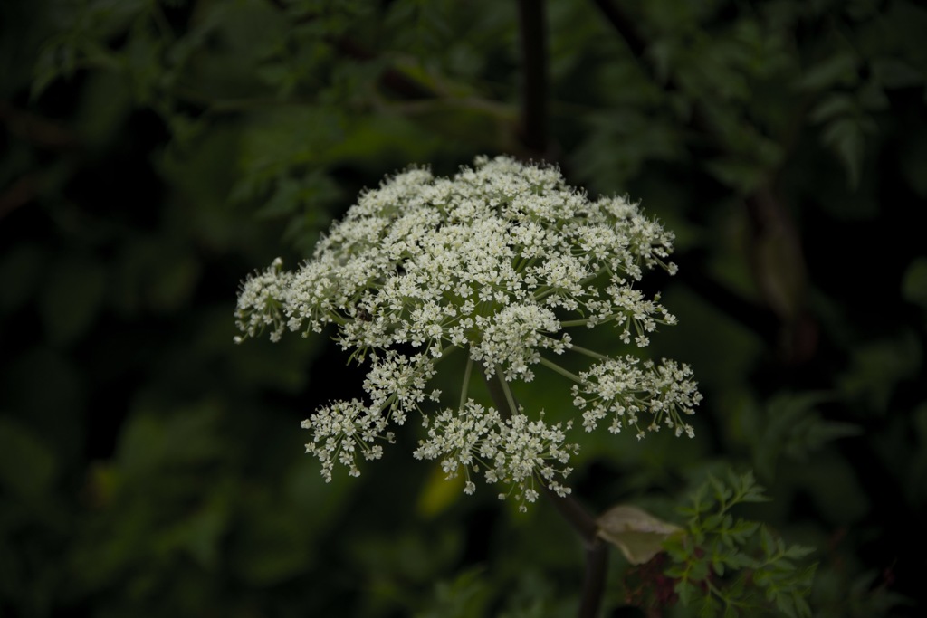 お花