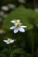 お花