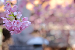 河津桜