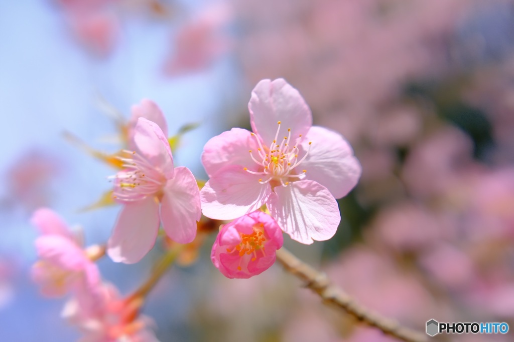 河津桜　マクロで