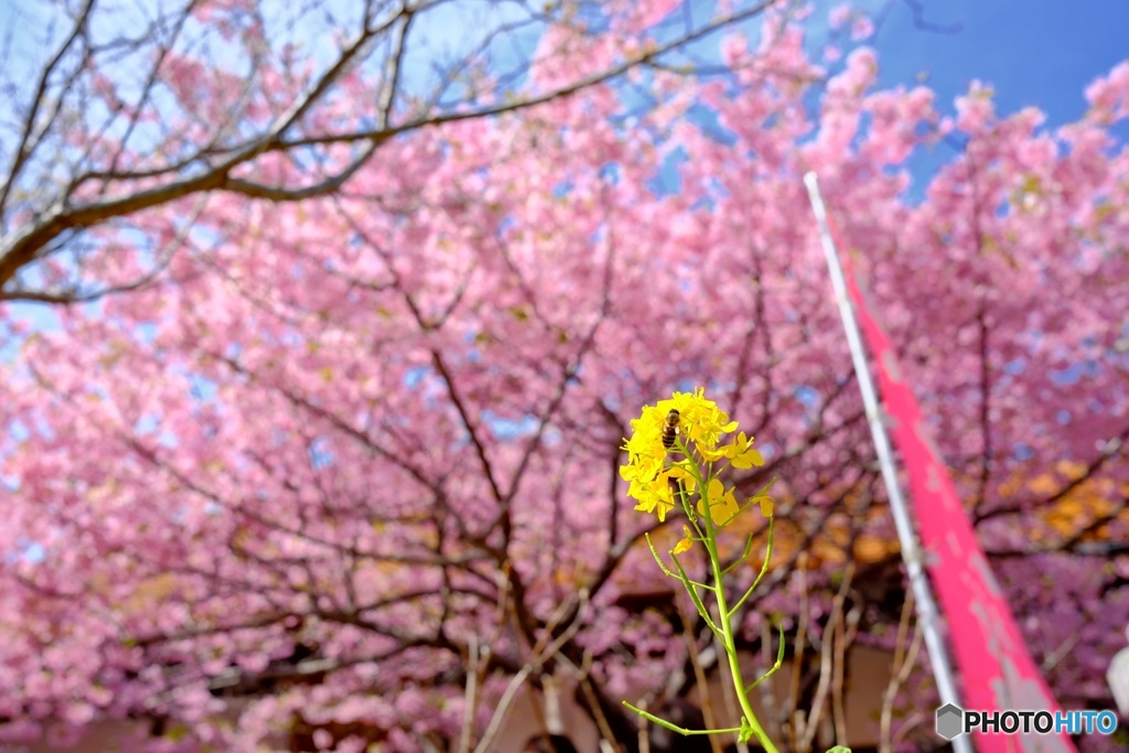 菜の花と河津桜