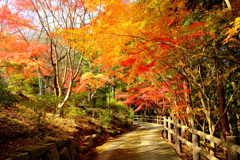 芭蕉の森公園