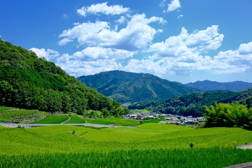 深野のだんだん田　〜上から〜