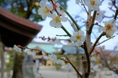 結城神社にて