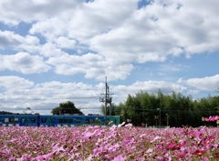 コスモス&鉄道②