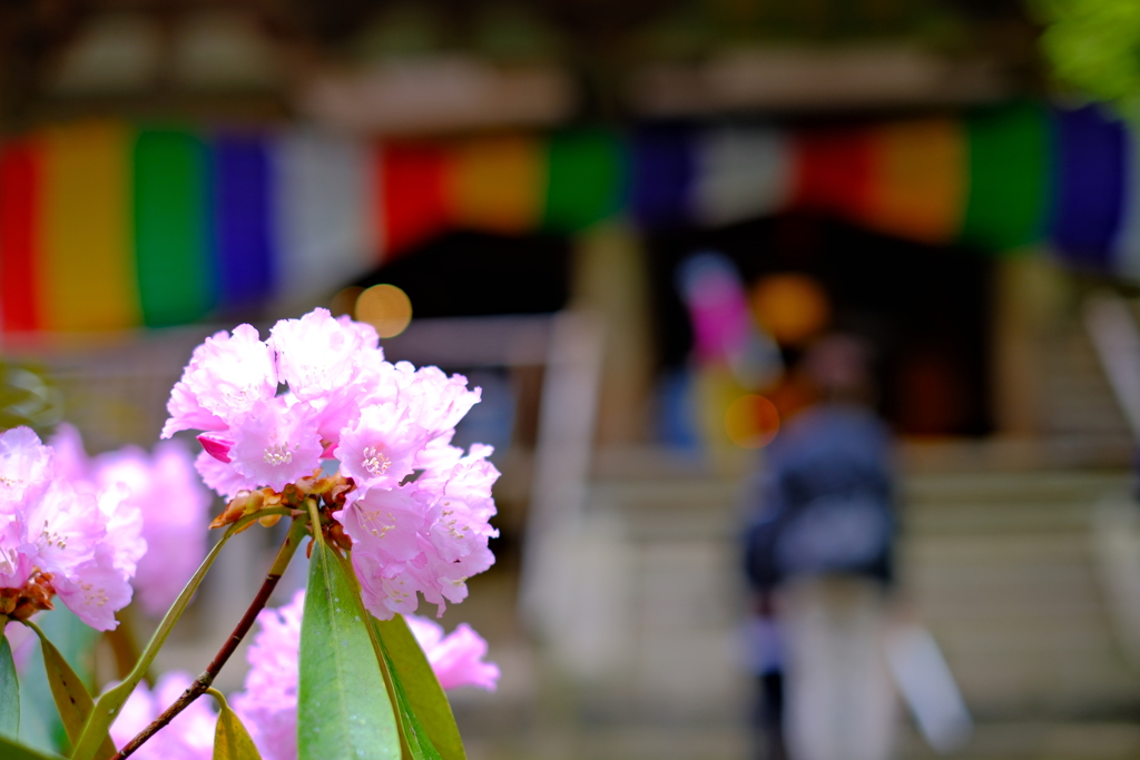 室生寺シャクナゲ