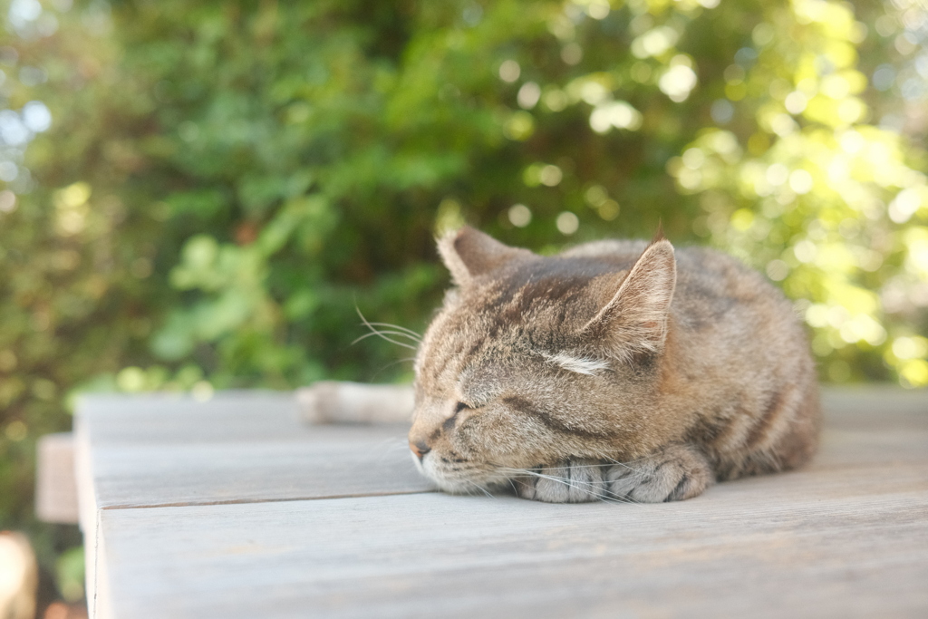 猫