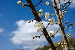 梅
