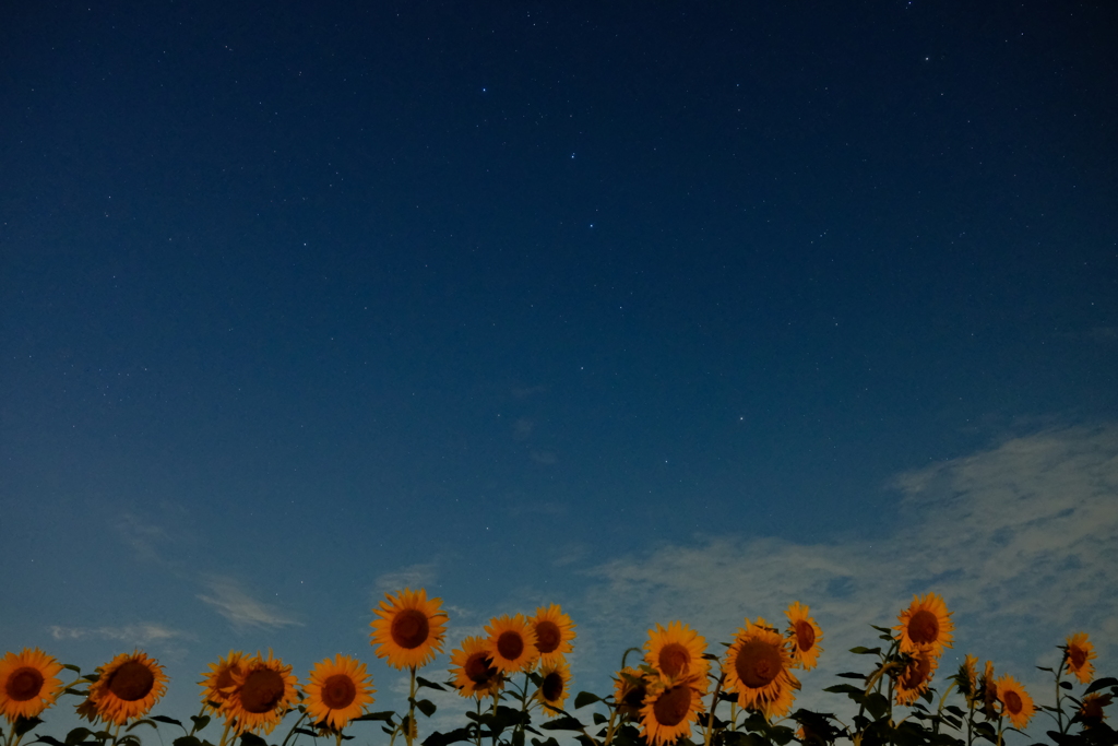 ひまわりと星空