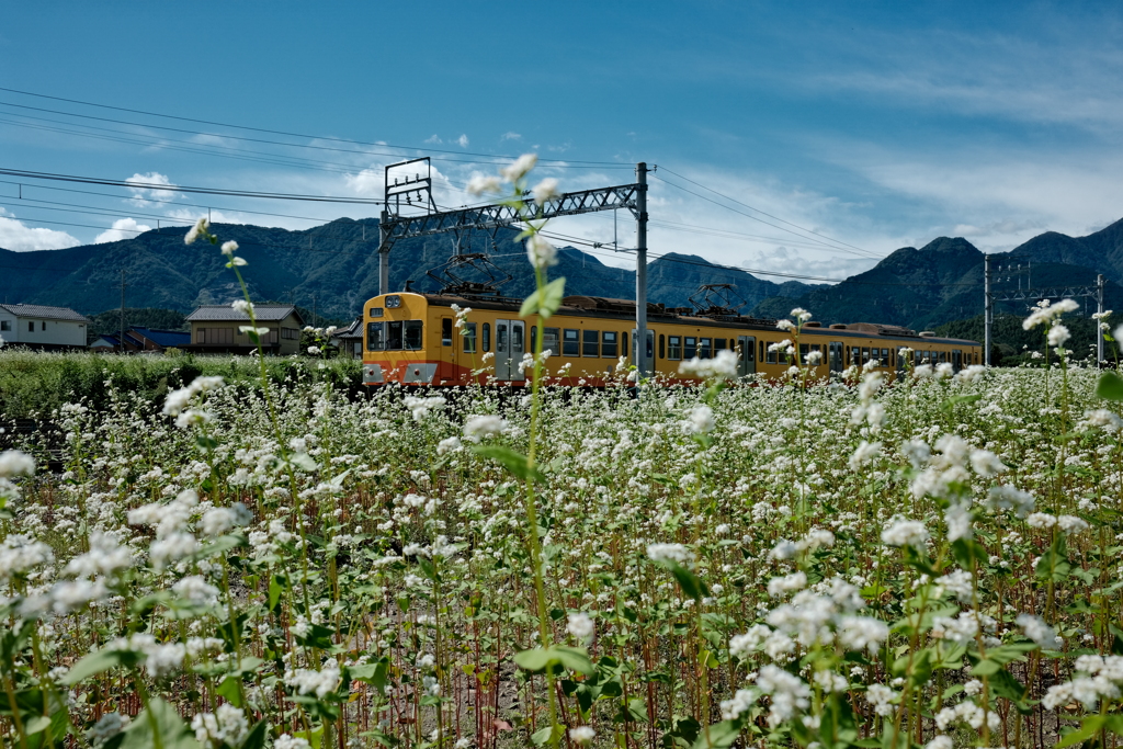 三岐鉄道&そば畑