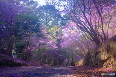 つつじトンネル