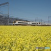 菜の花&鉄道