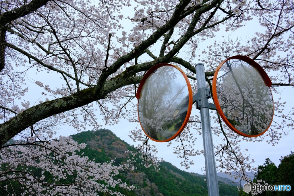 〜右も左も　さくら〜