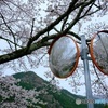 〜右も左も　さくら〜