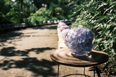 紫陽花ボール