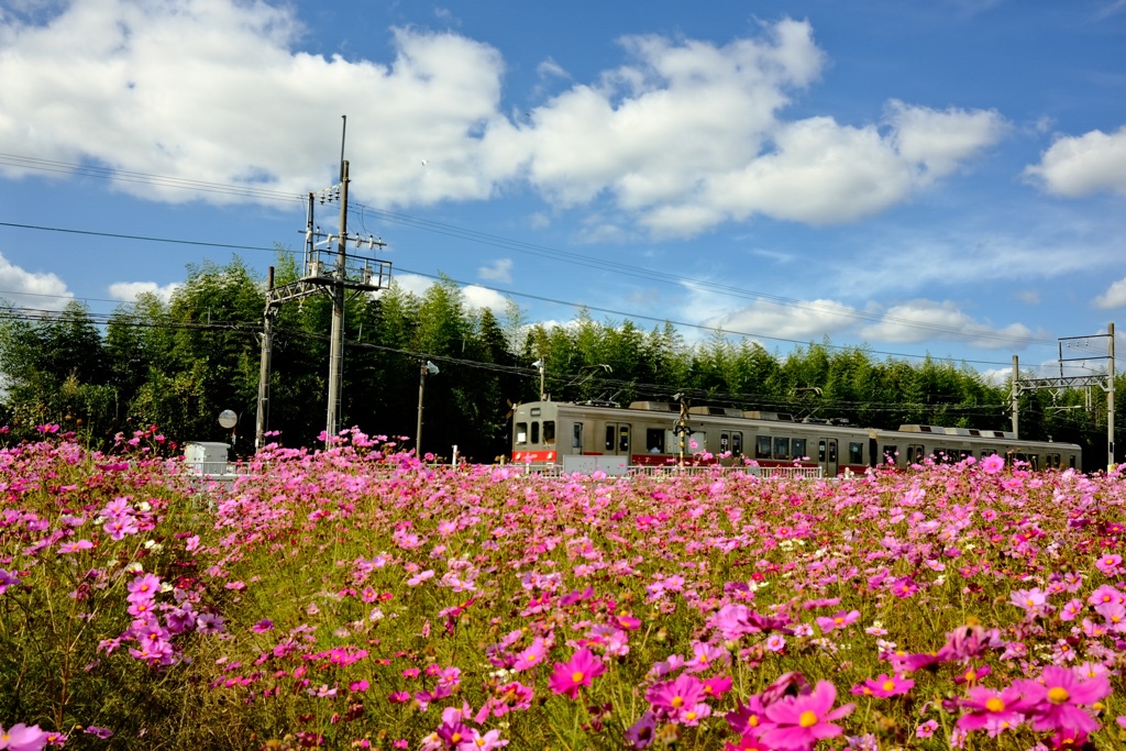 コスモス&鉄道