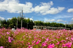 コスモス&鉄道