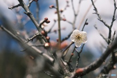 梅