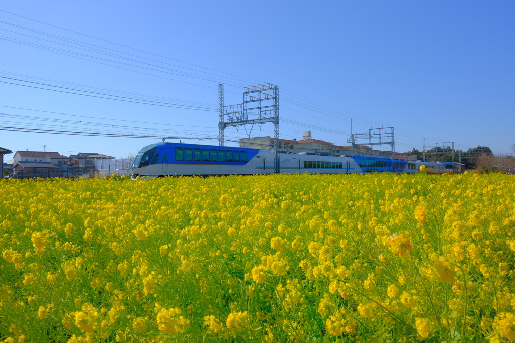 鉄道と菜の花