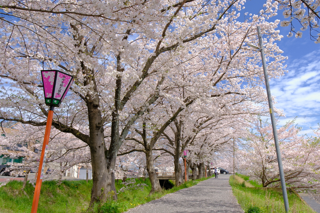 奈良御所市　桜並木