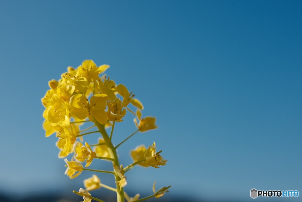 菜の花