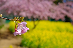 河津桜と菜の花