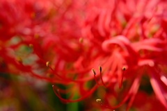 彼岸花⑥