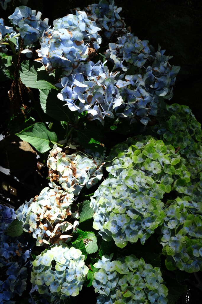 紫陽花