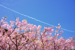 河津桜とひこうき雲